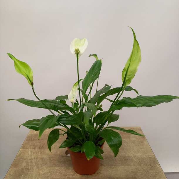 Женское счастье, артикул F1281361 - 1690 рублей, доставка по городу. Flawery - доставка цветов