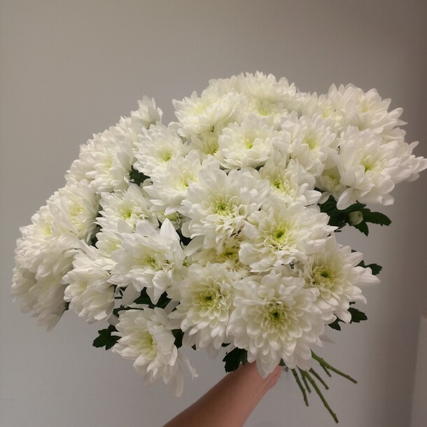 Свежий букет кустовых хризантем ❤️, артикул F1283287 - 5696 рублей, доставка по городу. Flawery - доставка цветов