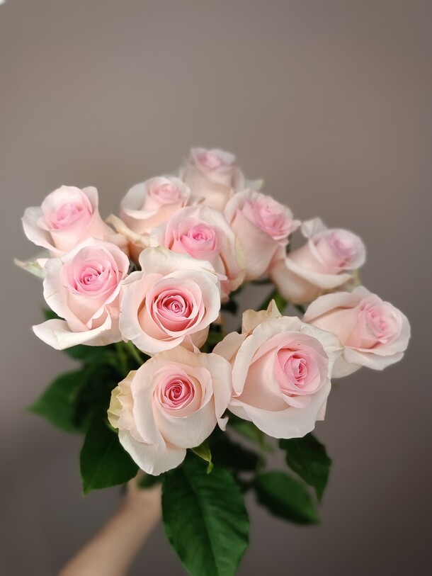 11 розовых роз с ленточкой, артикул F1165281 - 3460 рублей, доставка по городу. Flawery - доставка цветов