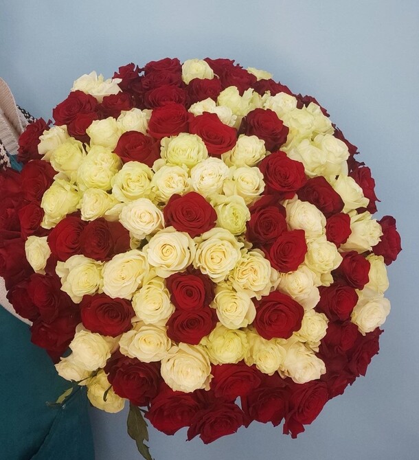 101 роза красно-белая 50 см, арт: 262, артикул F1450976 - 60600 рублей, доставка по городу. Flawery - доставка цветов