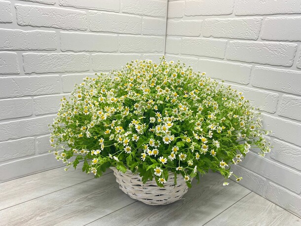 Поцелуй солнца, артикул F1158306 - 16335 рублей, доставка по городу. Flawery - доставка цветов