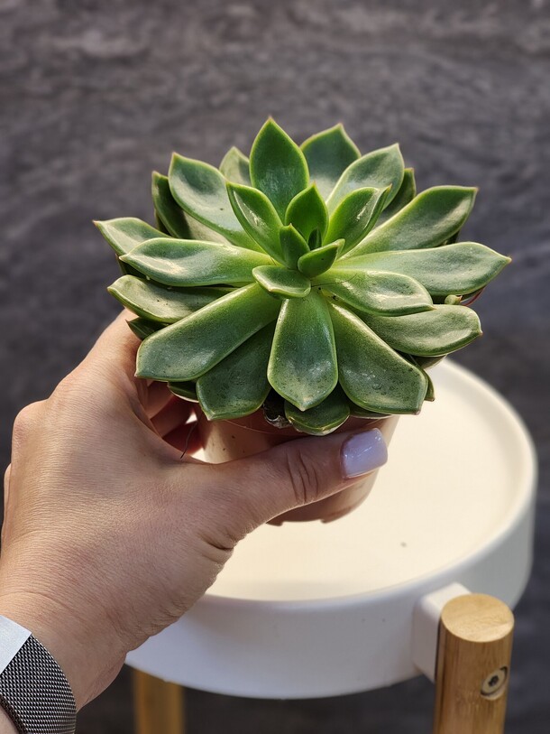 Эхеверия, артикул F1436161 - 1150 рублей, доставка по городу. Flawery - доставка цветов