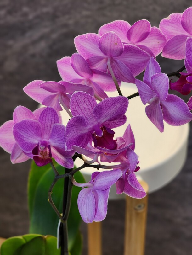 Орхидея фаленопсис, артикул F1436163 - 2500 рублей, доставка по городу. Flawery - доставка цветов