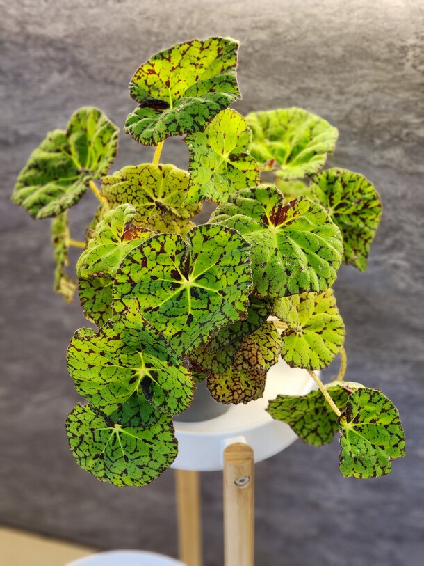 Бегония, артикул F1436165 - 2100 рублей, доставка по городу. Flawery - доставка цветов