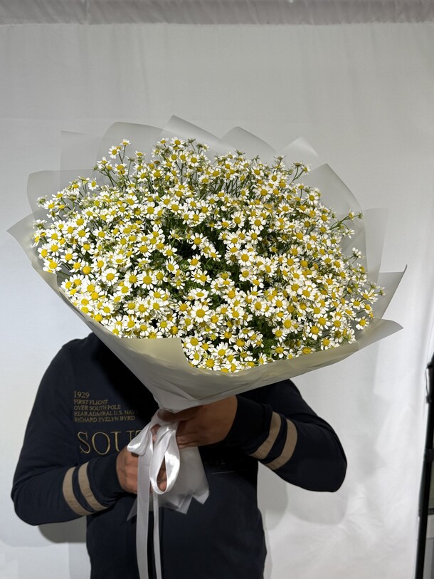Ромашки (25веток) 🤍🤍🤍, артикул F1452368 - 6999 рублей, доставка по городу. Flawery - доставка цветов