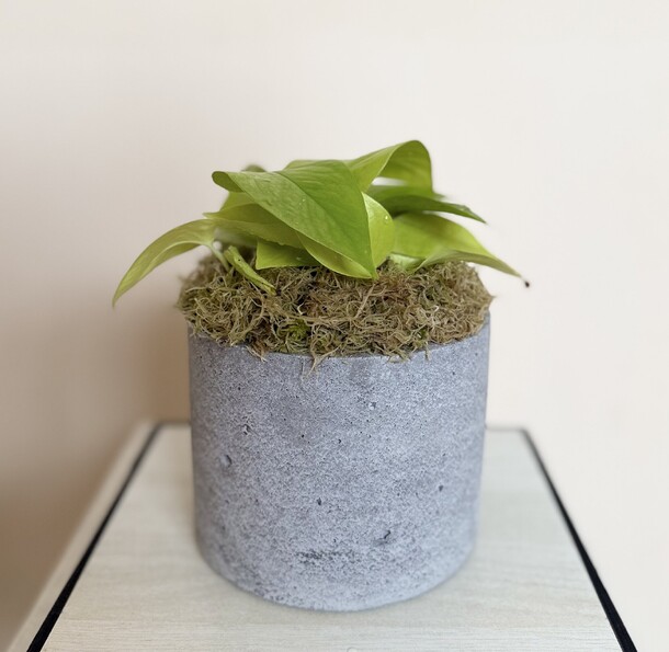 Эпипремнум неон в гипсовом кашпо, артикул F1487434 - 6800 рублей, доставка по городу. Flawery - доставка цветов