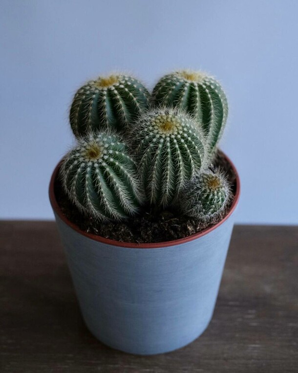 Кактус (d-17, h-45), артикул F1364715 - 4692 рублей, доставка по городу. Flawery - доставка цветов