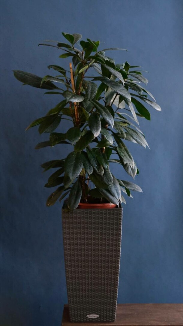 Фикус циатистипула (d-27, h-150), артикул F1364747 - 29860 рублей, доставка по городу. Flawery - доставка цветов