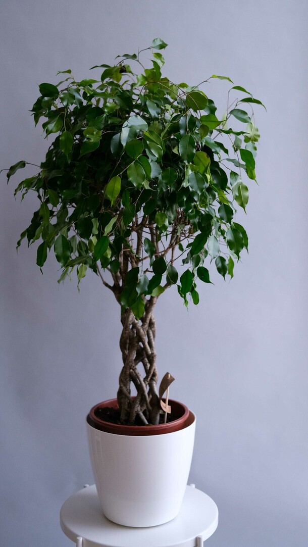 Фикус d-27, артикул F1424790 - 38450 рублей, доставка по городу. Flawery - доставка цветов