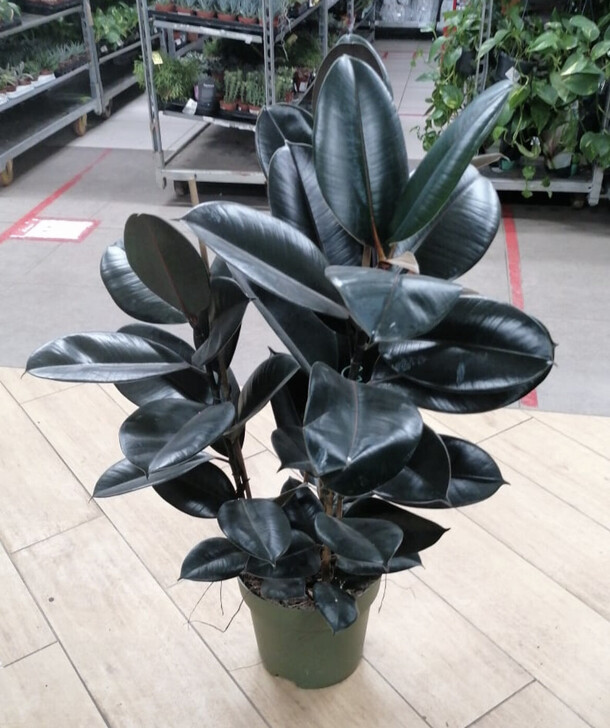 Фикус эластика 3 ствола 110-120 см., артикул F1178855 - 28900 рублей, доставка по городу. Flawery - доставка цветов