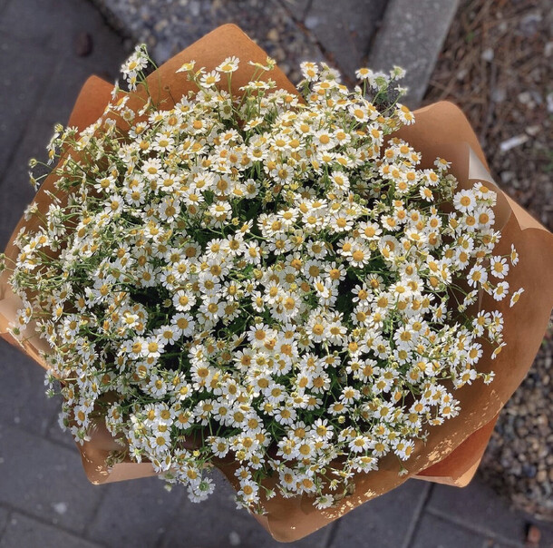 35 полевых ромашек, артикул F1178895 - 9000 рублей, доставка по городу. Flawery - доставка цветов