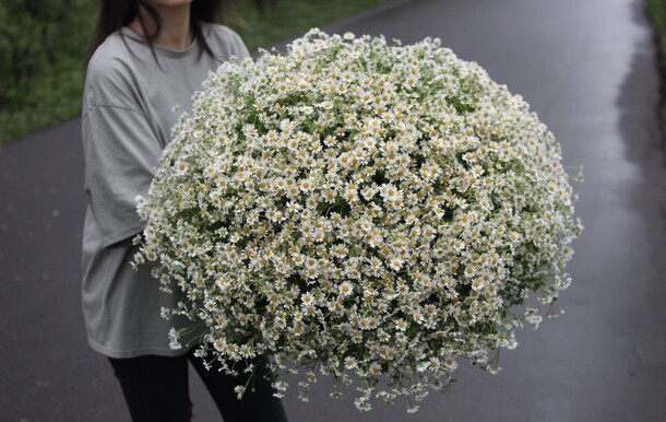 101 полевая ромашка, артикул F1191663 - 24000 рублей, доставка по городу. Flawery - доставка цветов