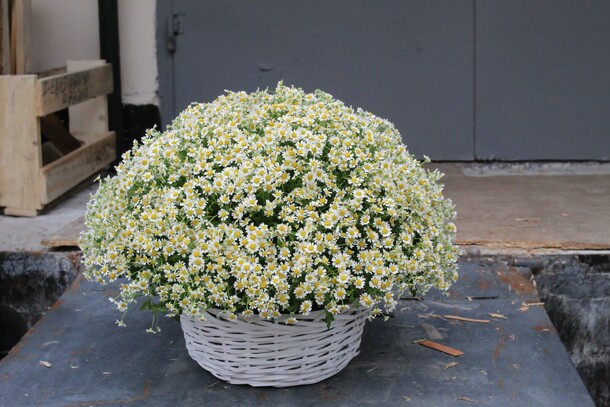 101 полевая ромашка в корзине, артикул F1208499 - 29000 рублей, доставка по городу. Flawery - доставка цветов