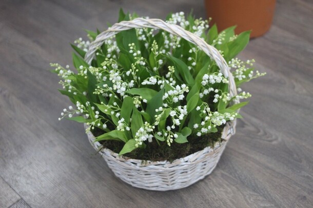 Корзина из 51 ландыша, артикул F1216550 - 35000 рублей, доставка по городу. Flawery - доставка цветов