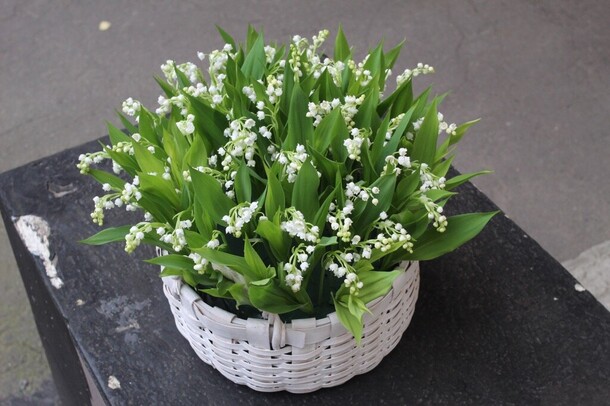 Лукошко с 75 ландышами, артикул F1216554 - 62500 рублей, доставка по городу. Flawery - доставка цветов