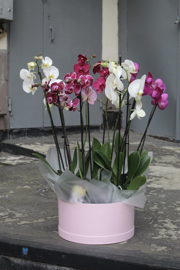 Микс из 5 орхидей в коробке, артикул F1216558 - 28900 рублей, доставка по городу. Flawery - доставка цветов