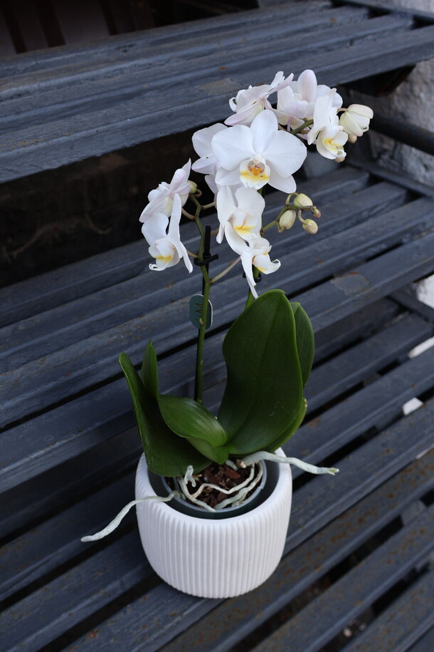 Белая орхидея мини в кашпо, артикул F1217634 - 5900 рублей, доставка по городу. Flawery - доставка цветов