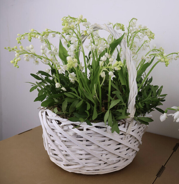 Корзина 25 ландышей, артикул F1259770 - 31900 рублей, доставка по городу. Flawery - доставка цветов