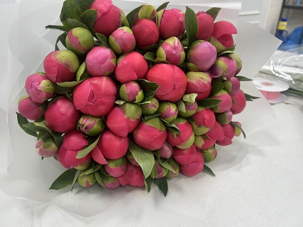 51 коралловый пион, артикул F1269842 - 51000 рублей, доставка по городу. Flawery - доставка цветов