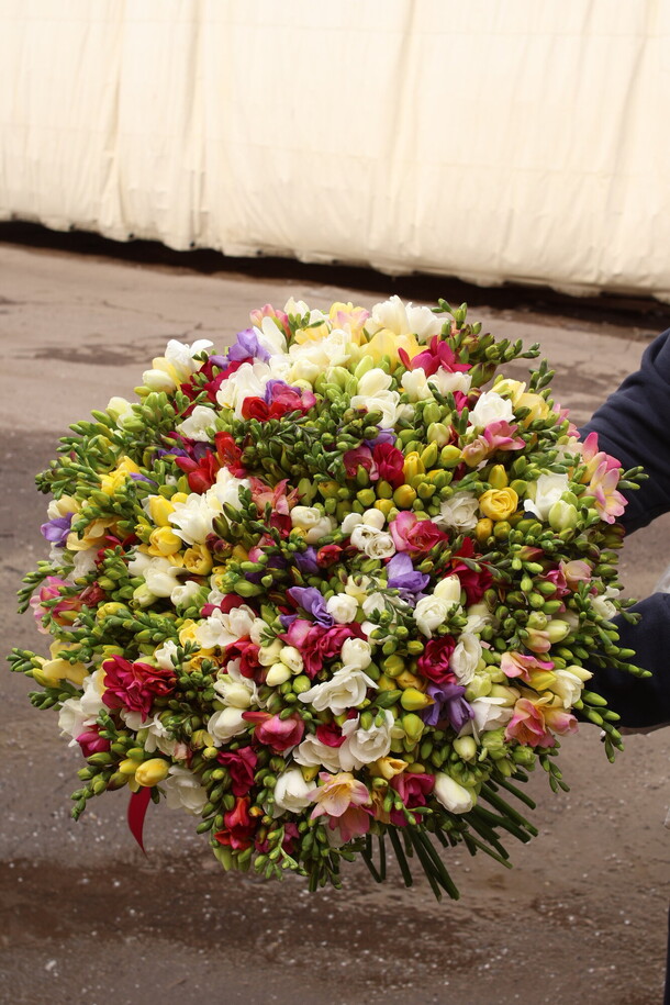 201 фрезия микс, артикул F1269845 - 49900 рублей, доставка по городу. Flawery - доставка цветов