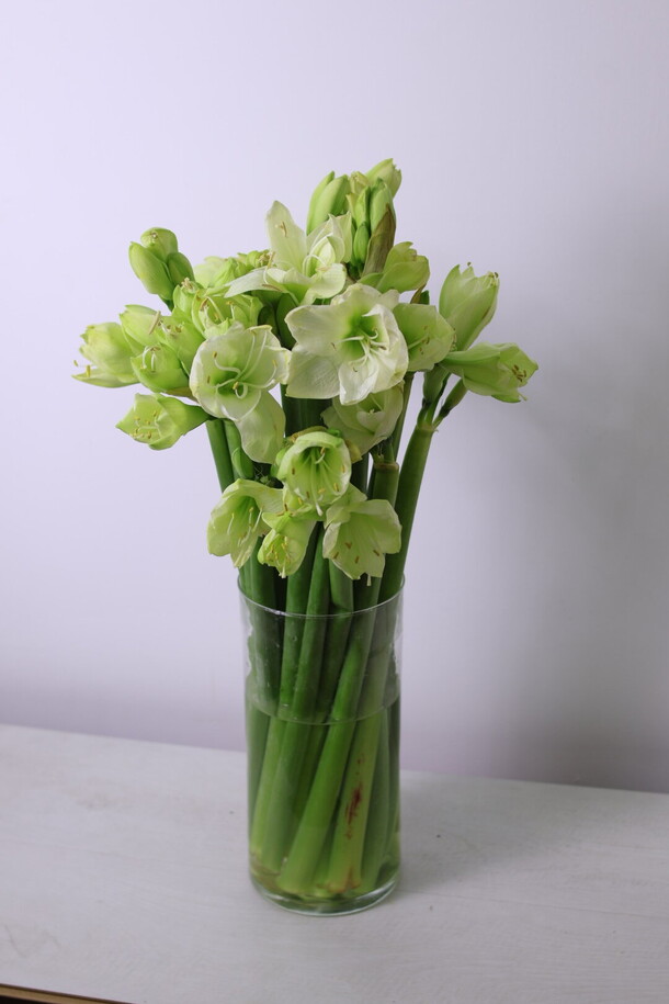 15 белых амариллисов в вазе, артикул F1340165 - 16900 рублей, доставка по городу. Flawery - доставка цветов