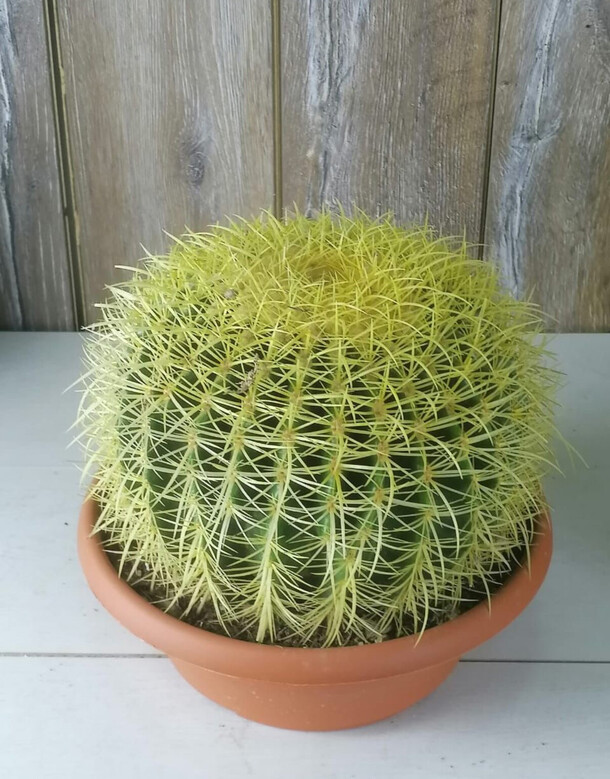Эхинокактус грузони д27, артикул F1433182 - 7350 рублей, доставка по городу. Flawery - доставка цветов