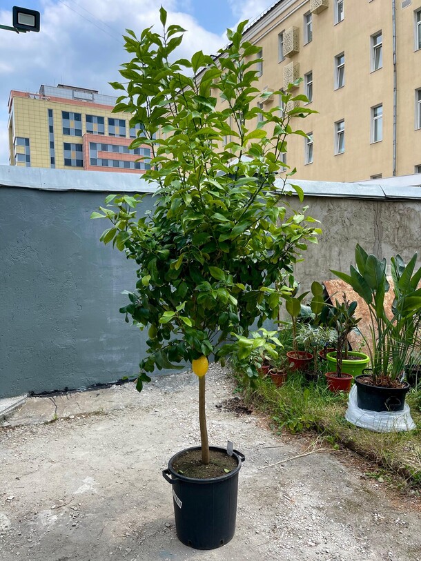 Лимонное дерево высота 200 см., артикул F1433183 - 80000 рублей, доставка по городу. Flawery - доставка цветов