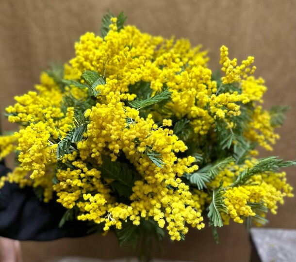 Мимоза весенняя, артикул F1260077 - 8890 рублей, доставка по городу. Flawery - доставка цветов