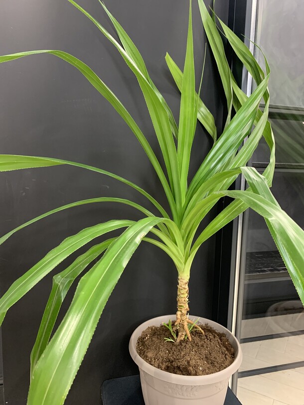 Панданус, артикул F1338295 - 6800 рублей, доставка по городу. Flawery - доставка цветов