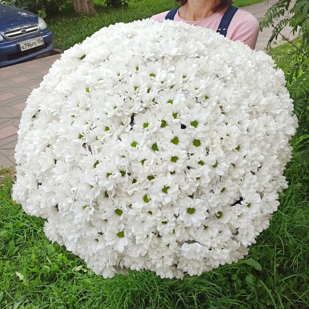 101 хризантема, артикул F1071916 - 39585 рублей, доставка по городу. Flawery - доставка цветов