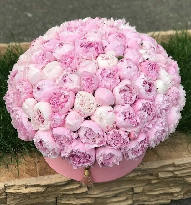 Пионы, артикул F1430732 - 110500 рублей, доставка по городу. Flawery - доставка цветов