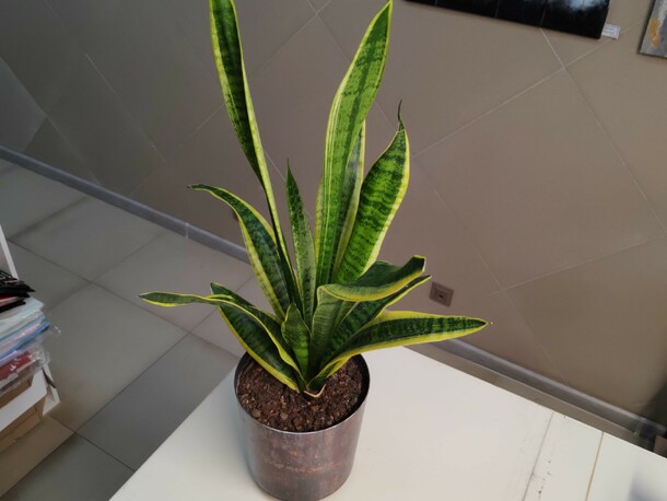 Сансевиерия, артикул F1430049 - 3150 рублей, доставка по городу. Flawery - доставка цветов