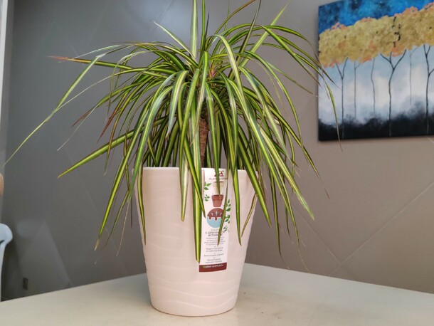 Драцена маргината, артикул F1430287 - 2690 рублей, доставка по городу. Flawery - доставка цветов