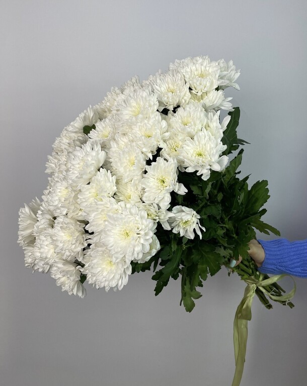 13 веток хризантем, артикул F1253557 - 6507 рублей, доставка по городу. Flawery - доставка цветов