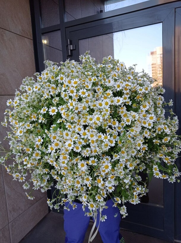 Букет-гигант из ромашек, артикул F1121679 - 18500 рублей, доставка по городу. Flawery - доставка цветов