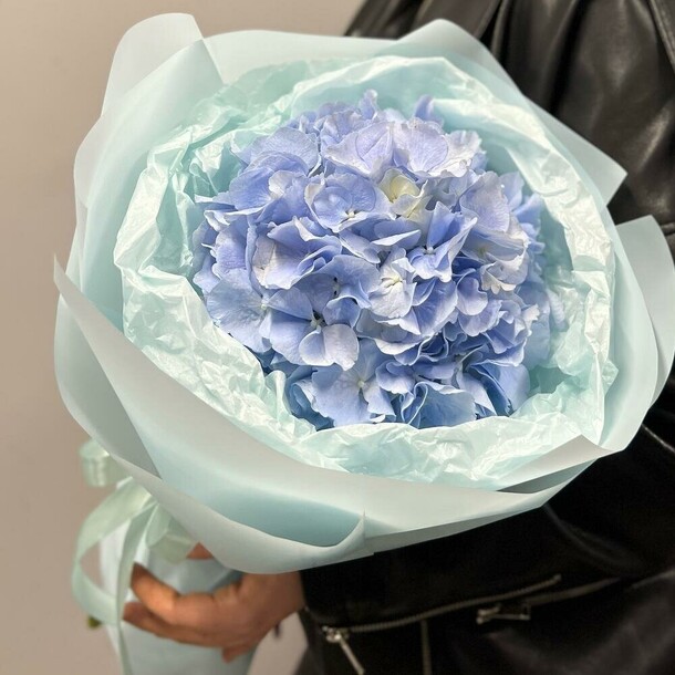 Гортензия в упаковке, артикул F1298013 - 1080 рублей, доставка по городу. Flawery - доставка цветов