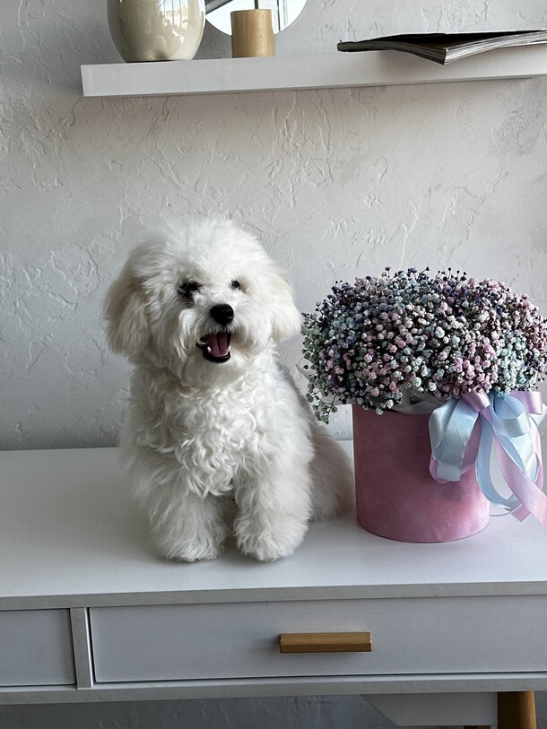 Коробка из разноцветной гипсофилы, артикул F1415690 - 2500 рублей, доставка по городу. Flawery - доставка цветов