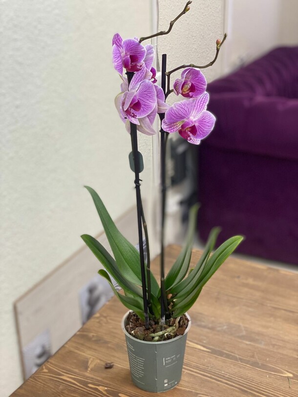 Орхидея фаленопсис, артикул F1286863 - 3386 рублей, доставка по городу. Flawery - доставка цветов