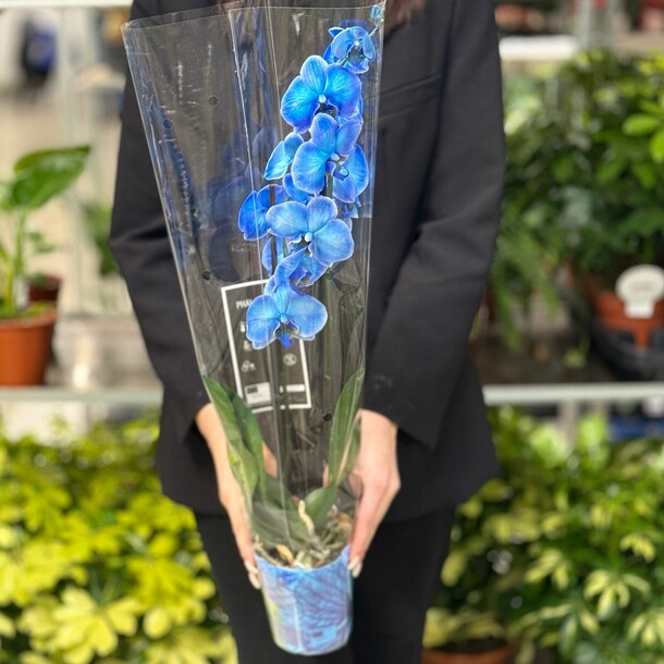 Орхидея, артикул F1422223 - 5400 рублей, доставка по городу. Flawery - доставка цветов