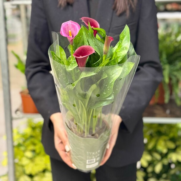 Калла, артикул F1422230 - 4175 рублей, доставка по городу. Flawery - доставка цветов