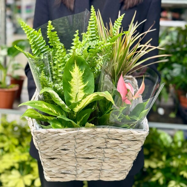 Микс в кашпо №1, артикул F1422235 - 5500 рублей, доставка по городу. Flawery - доставка цветов