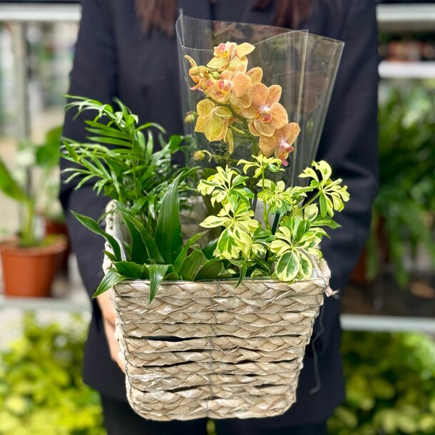 Микс в кашпо №4, артикул F1422247 - 6500 рублей, доставка по городу. Flawery - доставка цветов