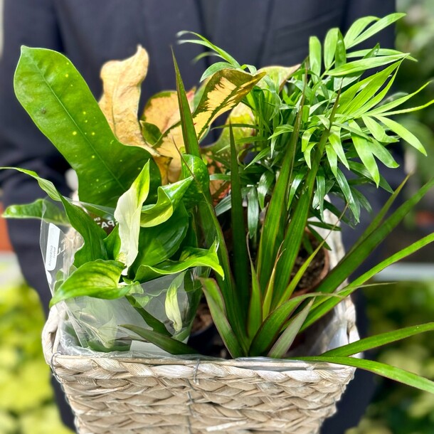 Микс в кашпо №5, артикул F1422248 - 5100 рублей, доставка по городу. Flawery - доставка цветов