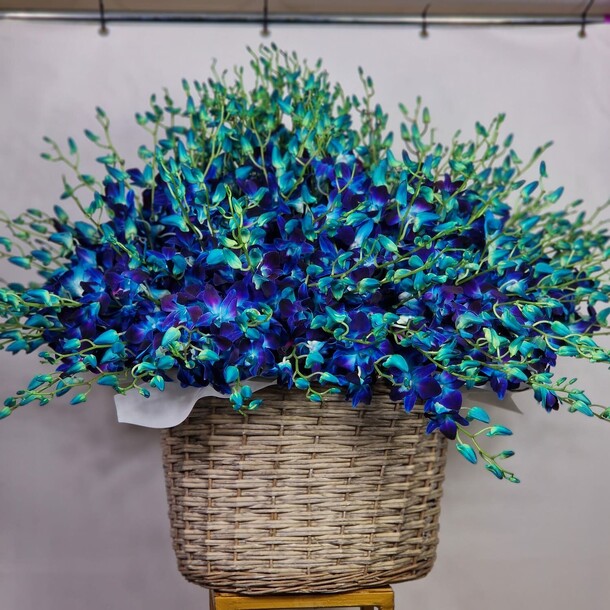 Синяя вечность, артикул F1431667 - 92565 рублей, доставка по городу. Flawery - доставка цветов