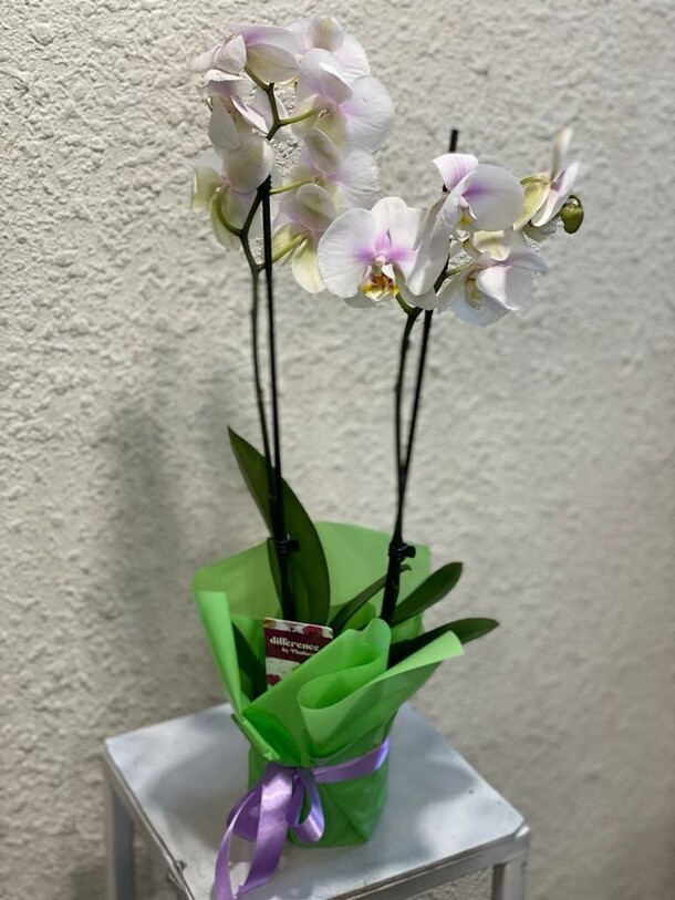 Фаленопсис, артикул F39854 - 4175 рублей, доставка по городу. Flawery - доставка цветов