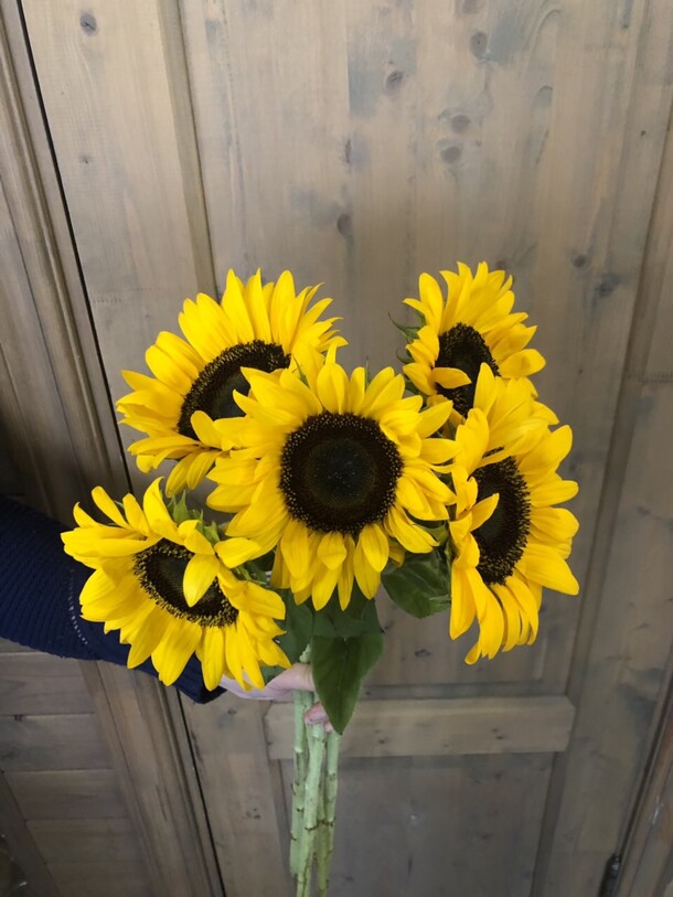 Солнышко, артикул F40027 - 7564 рублей, доставка по городу. Flawery - доставка цветов