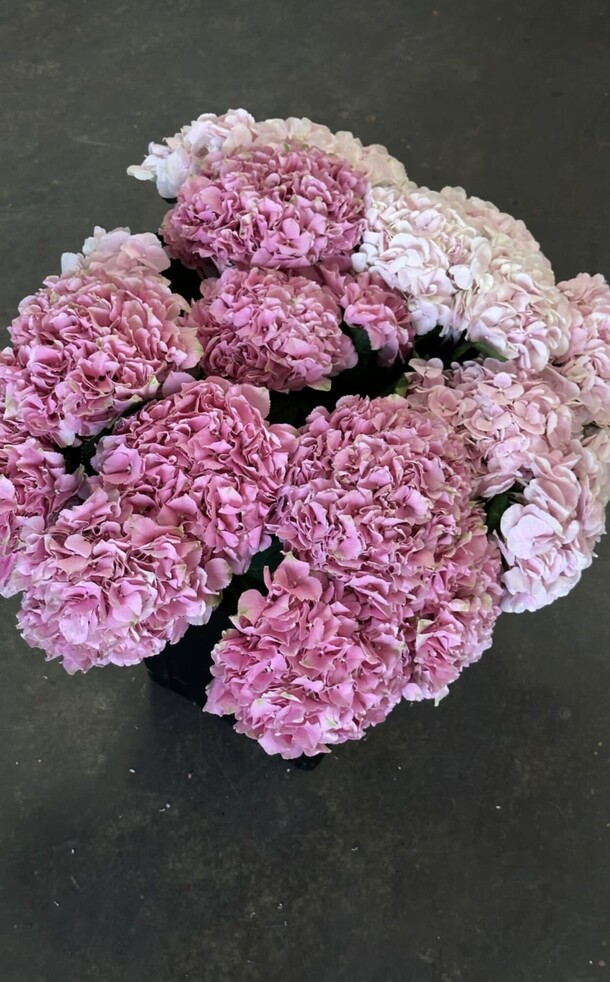 15 розовых гортензий, артикул F1203754 - 20300 рублей, доставка по городу. Flawery - доставка цветов