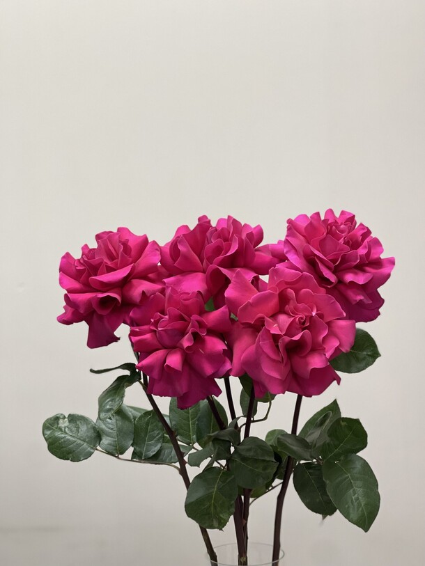 Мальвина, артикул F1249319 - 4500 рублей, доставка по городу. Flawery - доставка цветов