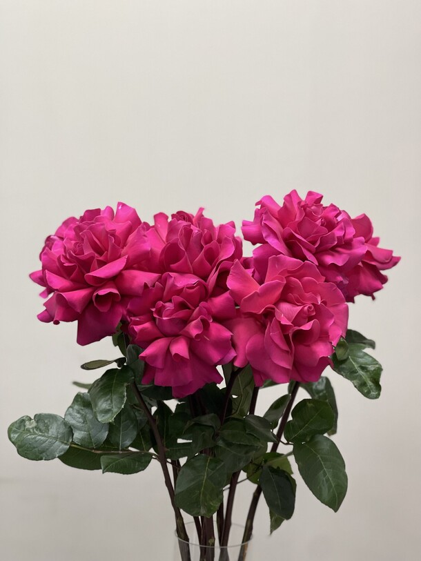 Роза малиновая 9шт, артикул F1249320 - 7800 рублей, доставка по городу. Flawery - доставка цветов