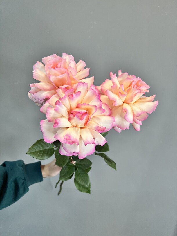 Французские розы, артикул F1320205 - 1735 рублей, доставка по городу. Flawery - доставка цветов